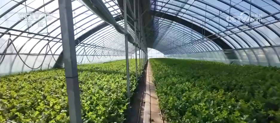 各地冬日果蔬供应量足价稳 丰富节日期间百姓“菜篮子”“果盘子”