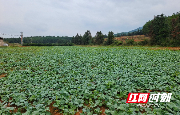 湖南江永：交出“十四五”“三农”工作亮眼答卷2.jpg