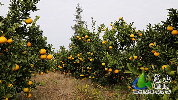新圩镇：桔柚飘香迎丰收 甜蜜产业富农家1.jpg