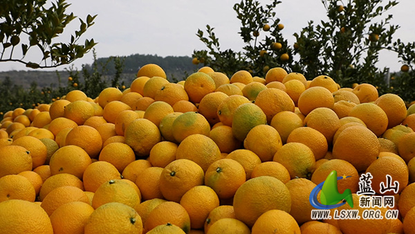 新圩镇：桔柚飘香迎丰收 甜蜜产业富农家2.jpg
