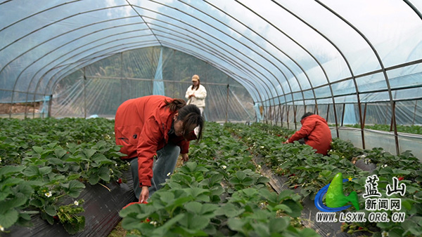 塔峰镇雷家岭村：草莓丰收满园红 “甜蜜”产业促增收1.jpg