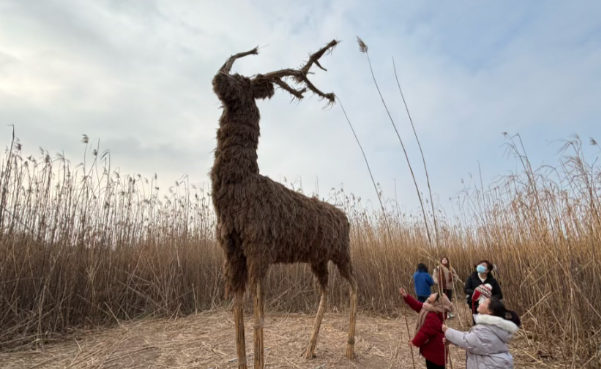 大美红图丨芦苇摇金 元旦假日邂逅浪漫艺术