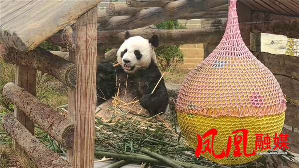 凤凰大熊猫苑元旦亲子游[00_03_34][20260103-112952].jpg