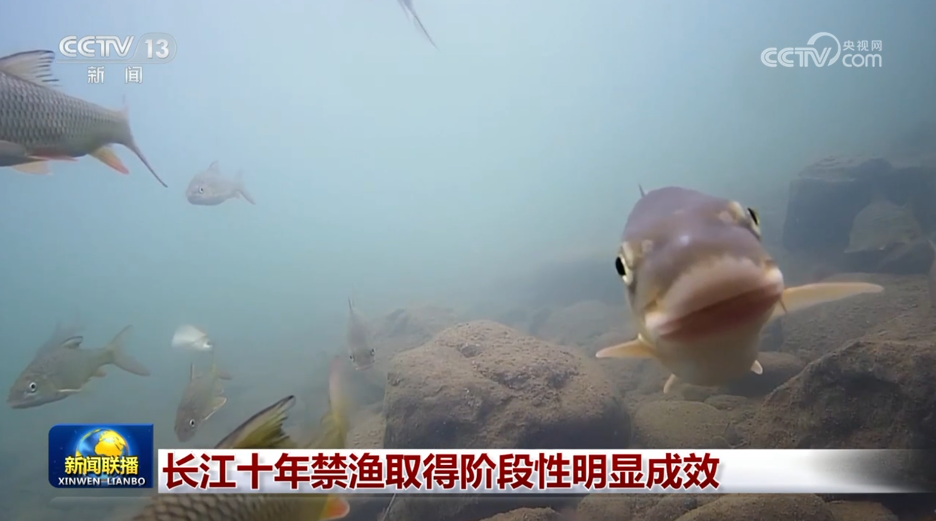 长江十年禁渔取得阶段性明显成效