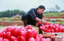 新田：小寒萝卜红 采收外销忙