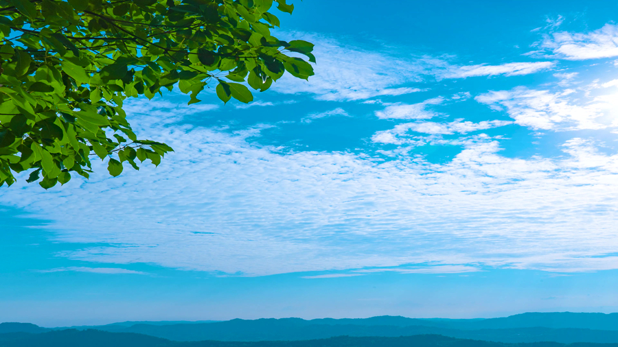 艺评丨赵涛：如椿之茂——姚茂椿印象