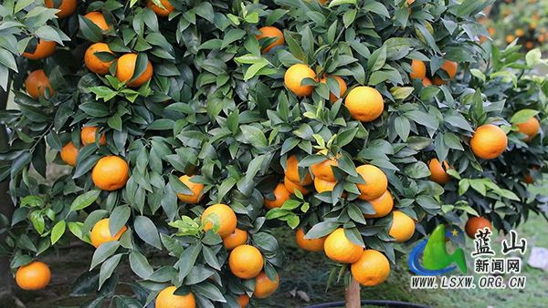 蓝山县土市镇团结村：冬日果飘香沃柑迎丰收1.jpg
