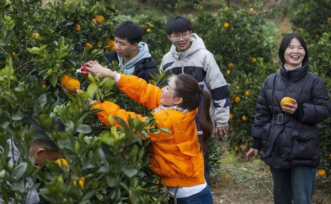 双峰县首届红橙文化旅游节上，游客在采摘脐橙.jpg