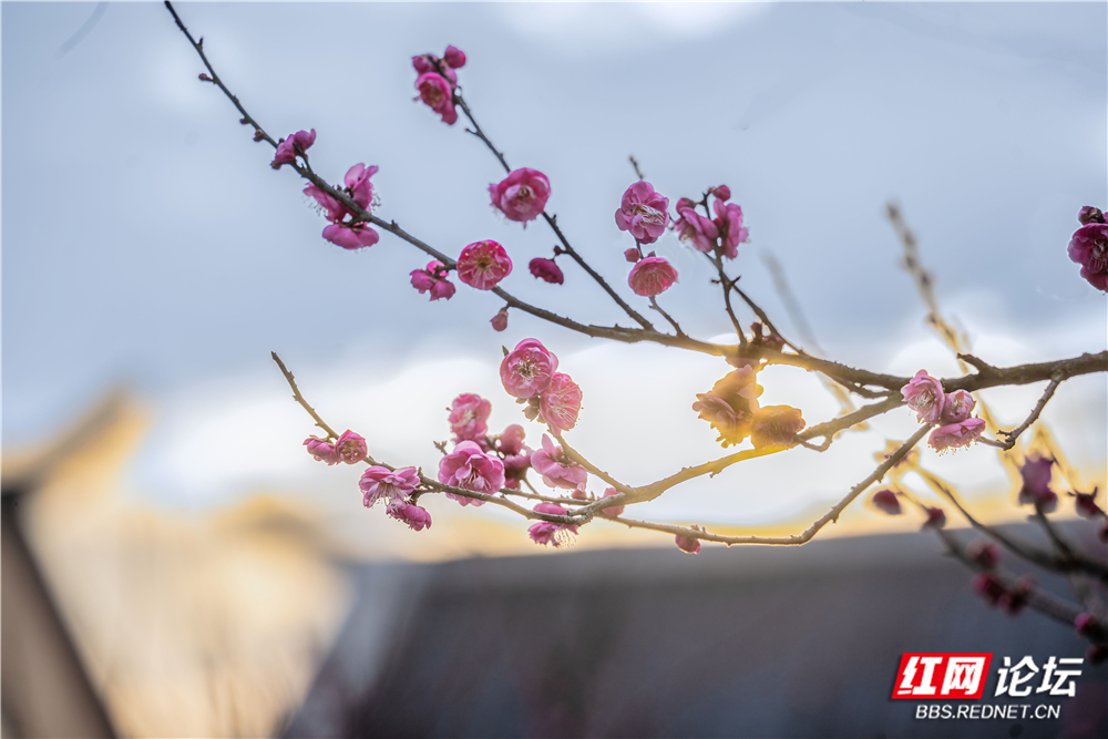 【每日一图@湖南】在靖州飞山侗寨，夏天品杨梅的甜，冬天闻梅花的香