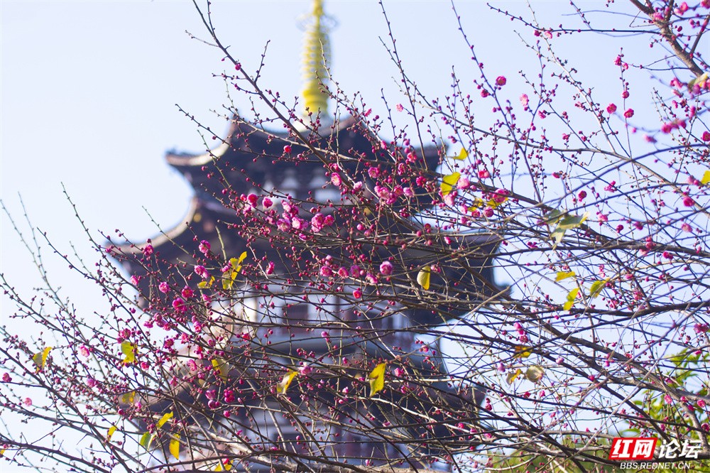 长沙的冬日浪漫，是红梅给的