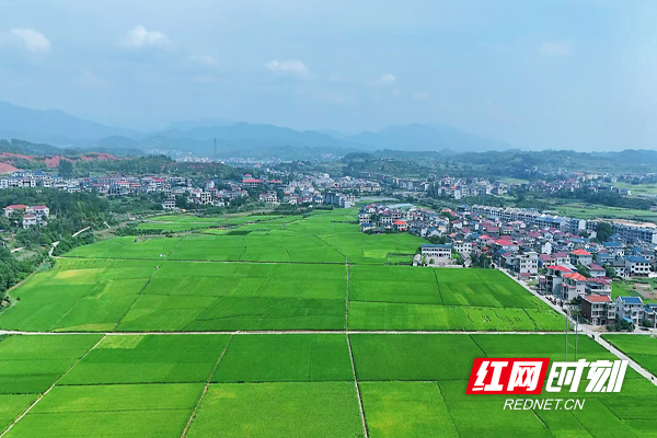 观音阁镇高标准千亩水稻示范田.jpg 观音阁镇高标准千亩水稻示范田.jpg