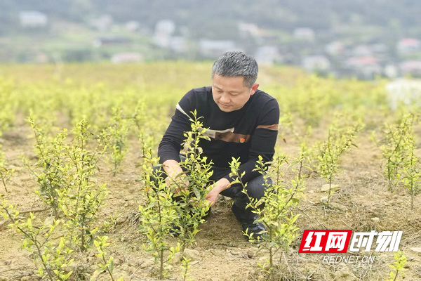 黄金芽茶叶基地采摘.jpg 黄金芽茶叶基地采摘.jpg