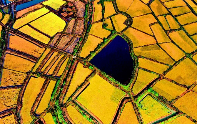 【图解】毫不放松抓好粮食生产 夯实粮食安全根基