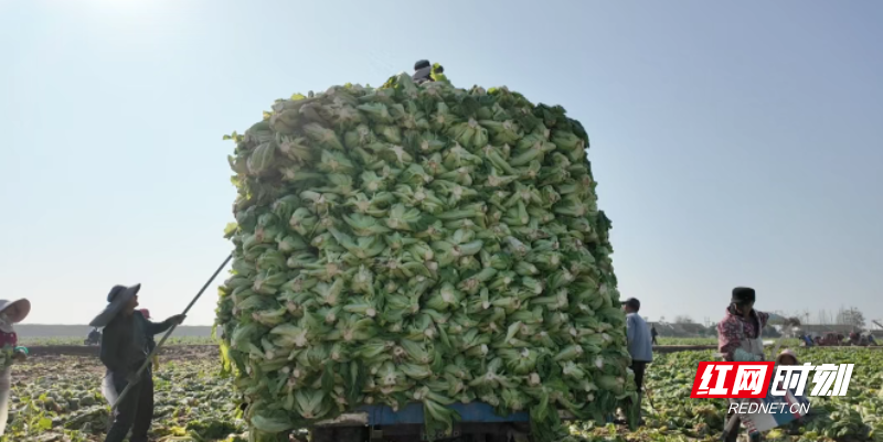 微信图片_20260112092246_83_3.png 微信图片_20260112092246_83_3.png