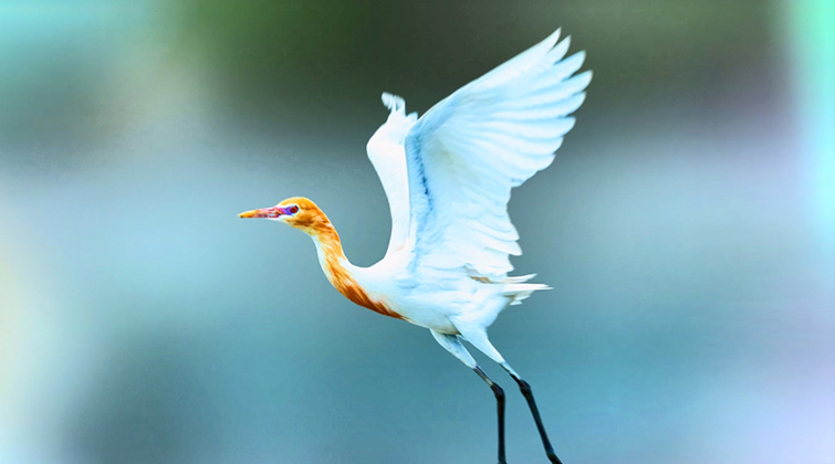 湘江源羽鉴丨第30期 牛背鹭