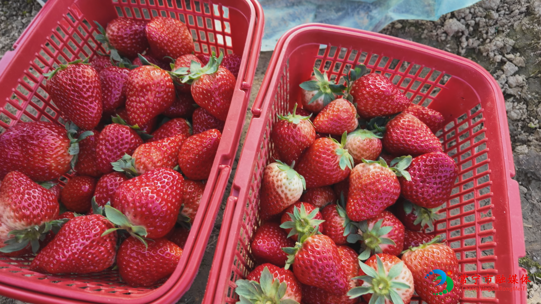 草莓1112.png 草莓1112.png