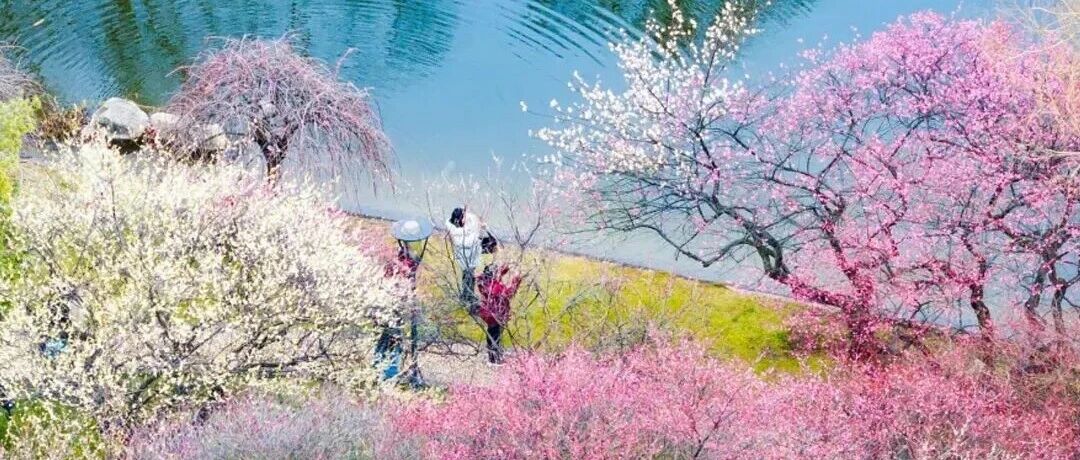 长沙第一波梅花开了！