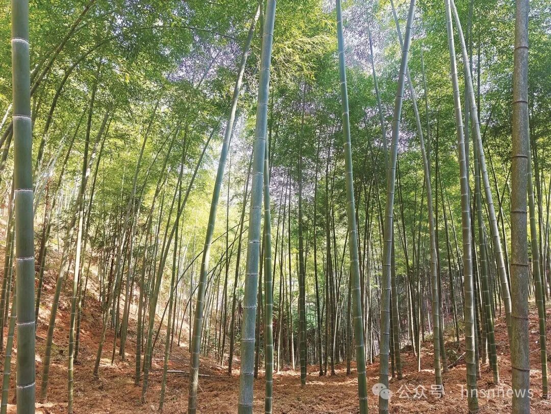 以拔节之姿 展动人画卷——绥宁县2025年经济社会发展综述(图1)