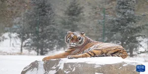 雪后探访东北虎