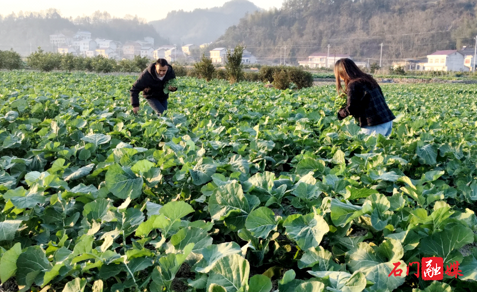 磨市镇:超稀移栽技术赋能 油菜1.jpg 磨市镇:超稀移栽技术赋能 油菜1.jpg