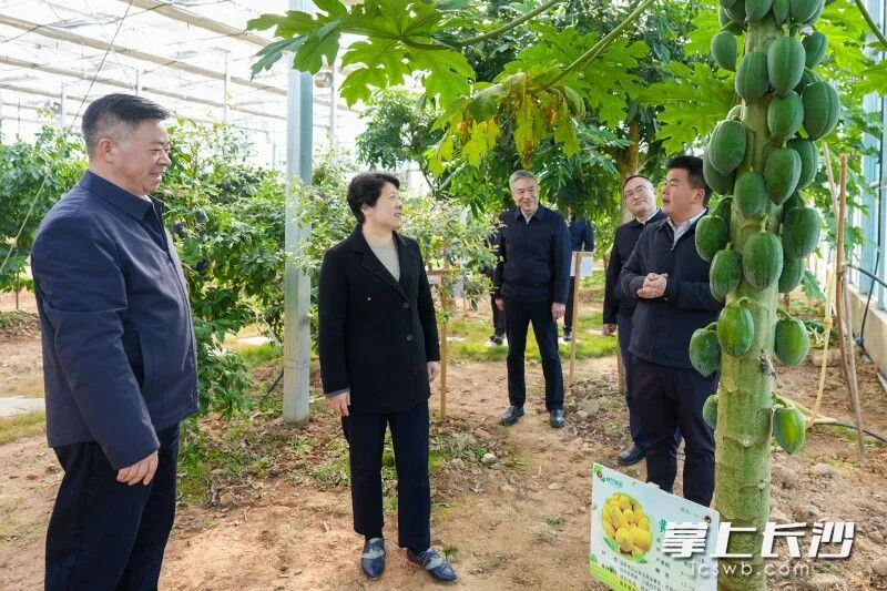 吴桂英来到“北纬28度水果大世界”热带水果引育厅。