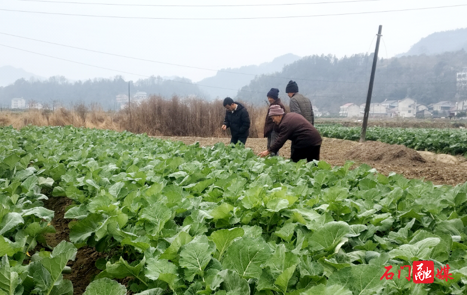 磨市镇:超稀移栽技术赋能 油菜2.jpg 磨市镇:超稀移栽技术赋能 油菜2.jpg