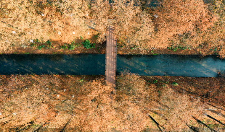 衡阳：冬日水杉林 满目“黄金甲”