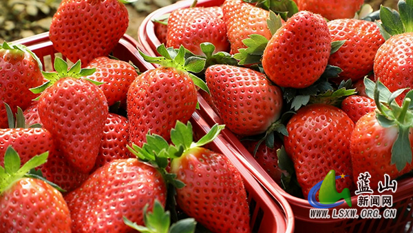 蓝山太平圩镇坪沿村：小草莓串起富民路 大产业引领振兴潮1.jpg