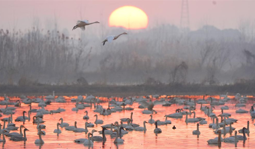 湖南岳阳：冬日鸟趣