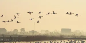 湖南岳阳：冬日鸟趣