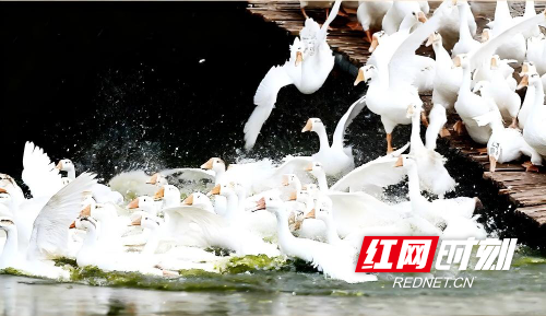 <span style='background:#ffde47'>溆浦</span>鹅鸣传四方.jpg