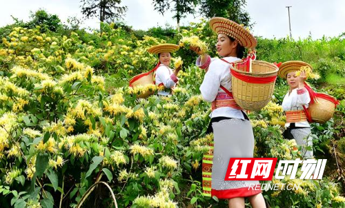 <span style='background:#ffde47'>溆浦</span>山银花(1).jpg