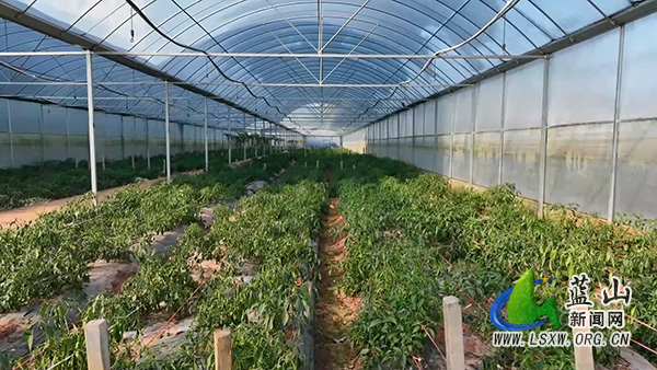我县“一棚多用”轮作忙 闲置大棚变身“增收引擎”2.jpg 我县“一棚多用”轮作忙 闲置大棚变身“增收引擎”2.jpg