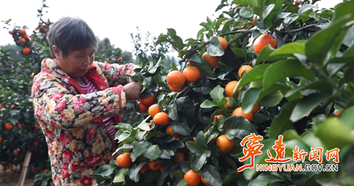 宁远柑橘搭上跨省协作快车 1.6万斤鲜果直供江苏淮安2_副本500.png