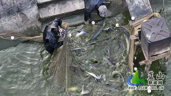 蓝山县脆鲩鱼喜获丰收 “游”出产业致富路2.jpg