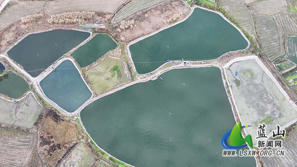 蓝山县脆鲩鱼喜获丰收 “游”出产业致富路1.jpg