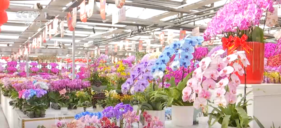 “马”上迎新创意不断 “马踏福来”“马上都来”成“宠儿”点亮节前消费热潮