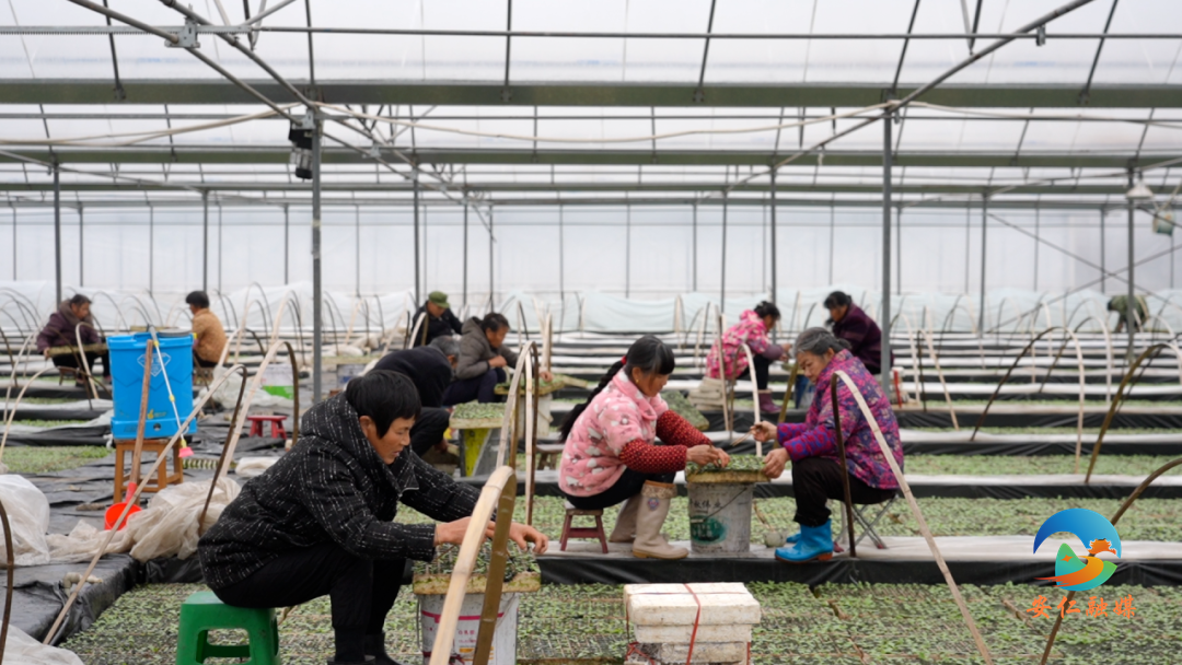 工人在棚内育烟苗.png