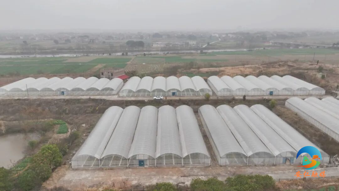 260120烟苗大棚 (1)_副本.jpg