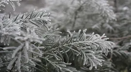 组图 | 湘潭县石鼓顶峰现雾凇冰挂美景 玉树琼枝入画来