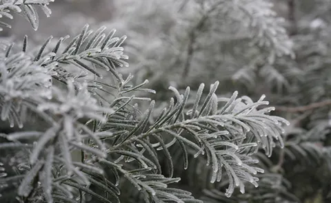 组图 | 湘潭县石鼓顶峰现雾凇冰挂美景 玉树琼枝入画来