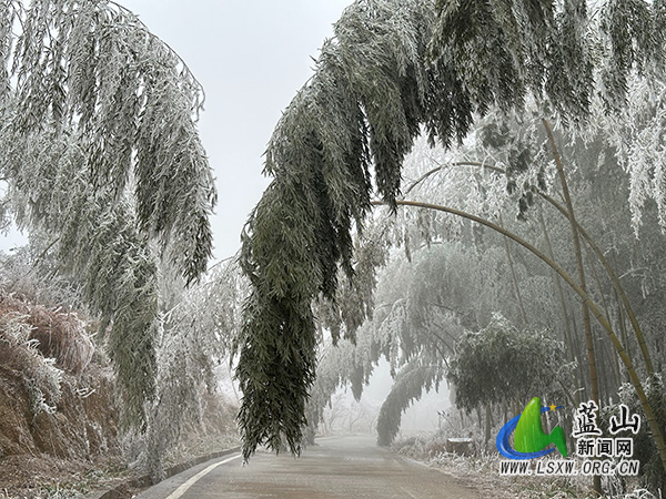 我县冬日限定雾凇奇观 扮靓数十公里林海2.jpg