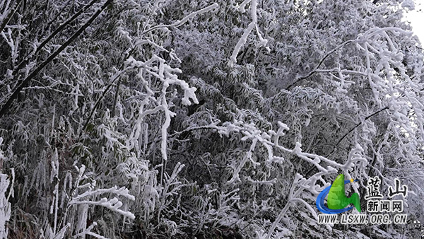 蓝山县汇源瑶族乡:雾凇伴行赴山巅 云海漫卷绘水墨2.jpg 蓝山县汇源瑶族乡:雾凇伴行赴山巅 云海漫卷绘水墨2.jpg