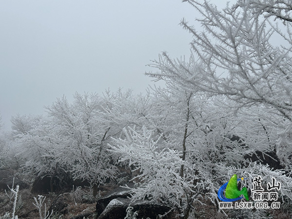 我县冬日限定雾凇奇观 扮靓数十公里林海1.jpg
