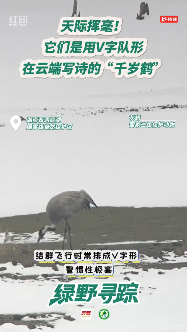 在云端写诗的“千岁鹤”