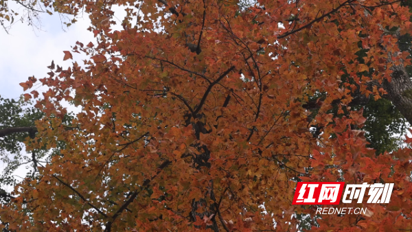 ScreenShot_2026-01-27_100819_947.png ScreenShot_2026-01-27_100819_947.png