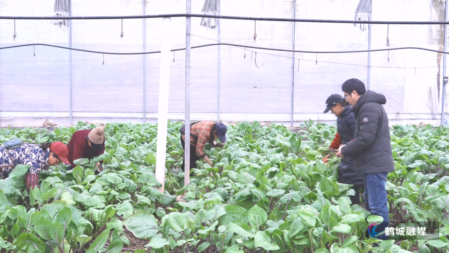 鹤城区:精准防控低温寒潮 护航农作物安全过冬.mp4_20260130_165957.041.jpg 鹤城区:精准防控低温寒潮 护航农作物安全过冬.mp4_20260130_165957.041.jpg