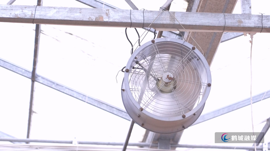 鹤城区:精准防控低温寒潮 护航农作物安全过冬.mp4_20260130_170106.049.jpg 鹤城区:精准防控低温寒潮 护航农作物安全过冬.mp4_20260130_170106.049.jpg