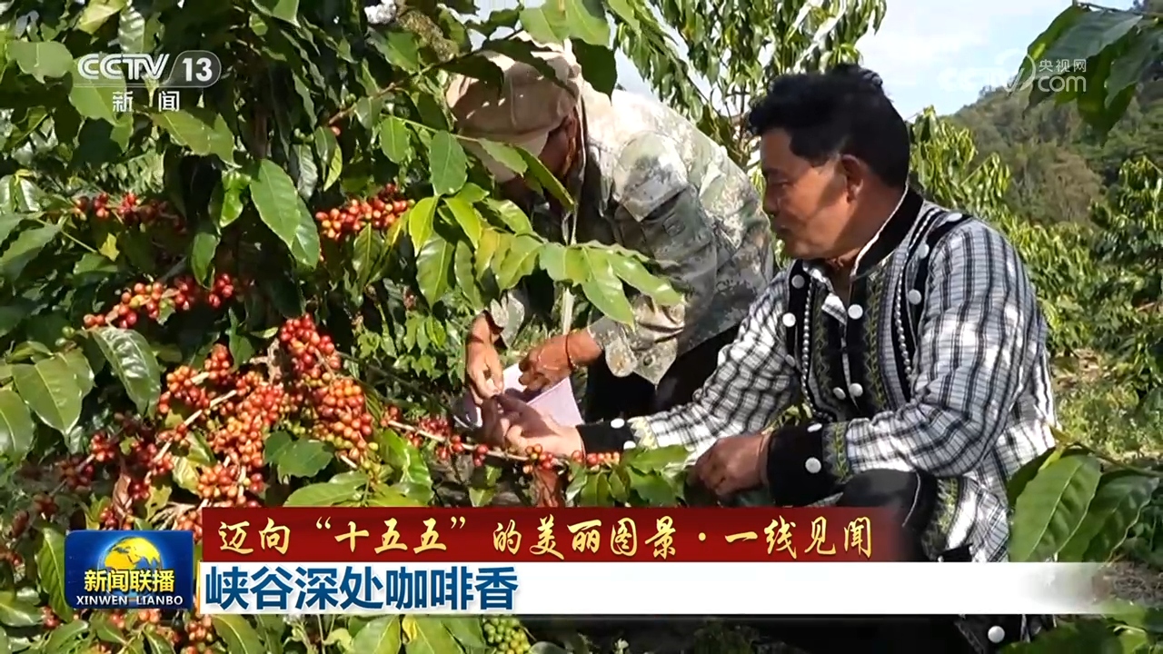 【迈向“十五五”的美丽图景·一线见闻】峡谷深处咖啡香
