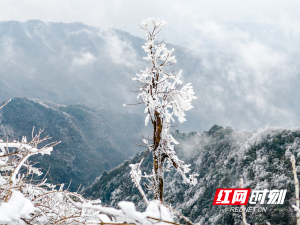 IMG_20260201_112543.jpg IMG_20260201_112543.jpg